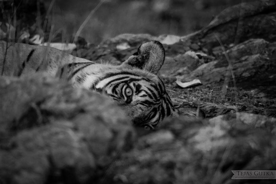 Photo of Trip to the Tiger abode: Ranthambore National Park 8/10 by Tejas Gutka