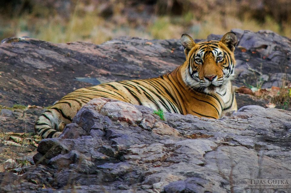 Photo of Trip to the Tiger abode: Ranthambore National Park 9/10 by Tejas Gutka