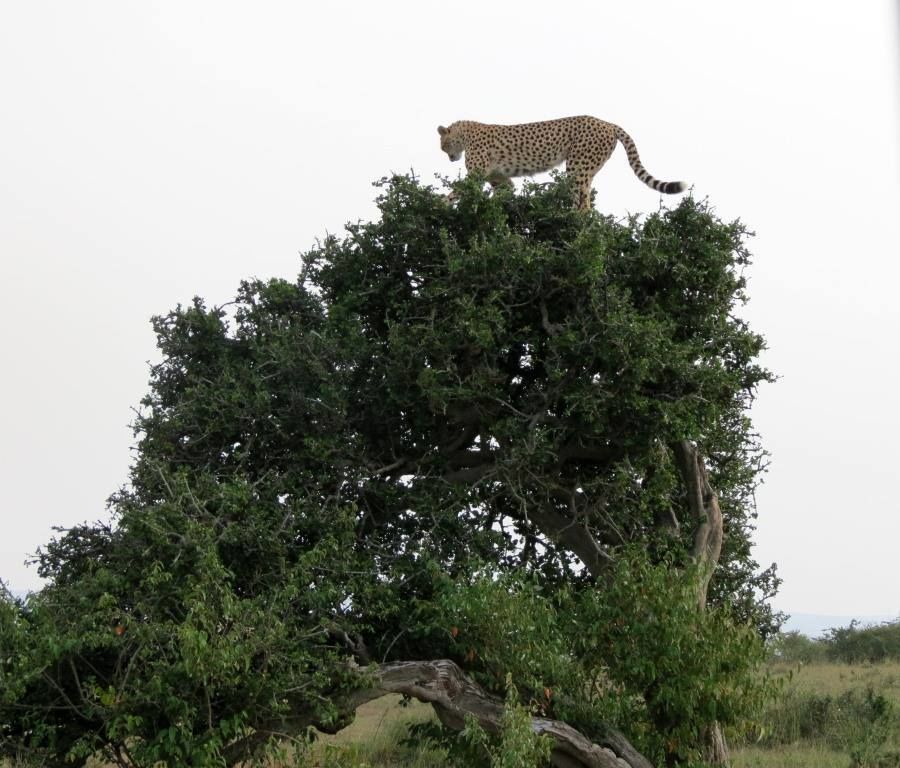 Photo of Kenya Best Adventure Safaris by Abednegoh Kasuki