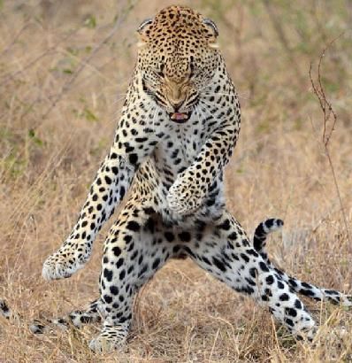 Photo of Kenya Best Adventure Safaris by Abednegoh Kasuki