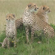 Photo of Kenya Best Adventure Safaris by Abednegoh Kasuki