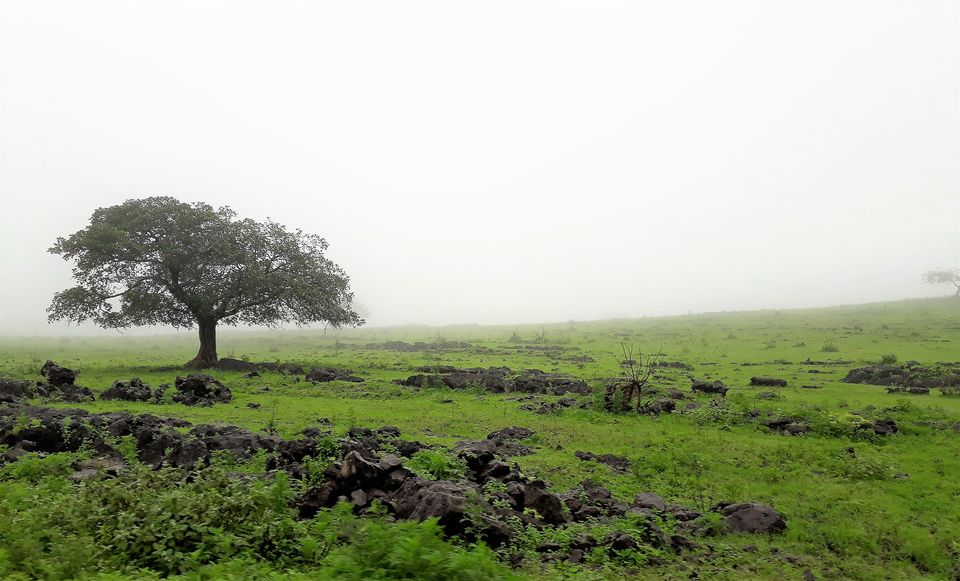 Photo of SALALAH---A DESERT TRANSFORMED TO A MISTY GREENLAND IN OMAN 12/17 by Sudip Majumder