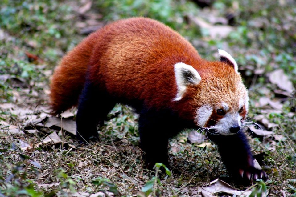 Photo of Padmaja Naidu Himalayan Zoological Park, Jawahar Parbat, Darjeeling, West Bengal, India by Tasneem Merchant