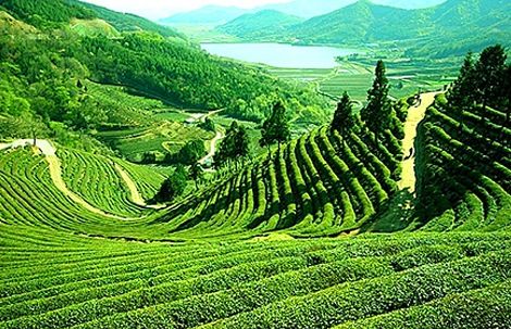 Photo of Happy Valley Tea Estate, Lebong Cart Road, Chauk Bazaar, Darjeeling, West Bengal, India by Tasneem Merchant