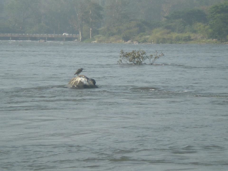 Photo of Daredevil Dandeli 3/6 by Anuradha Saha