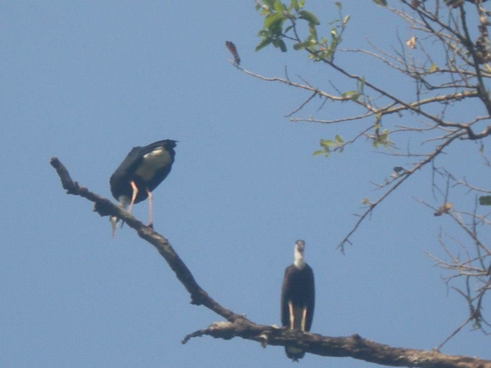 Photo of Daredevil Dandeli 5/6 by Anuradha Saha