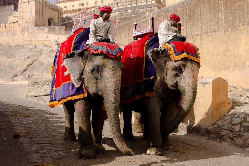 Glimpses of Rajasthan - Tripoto