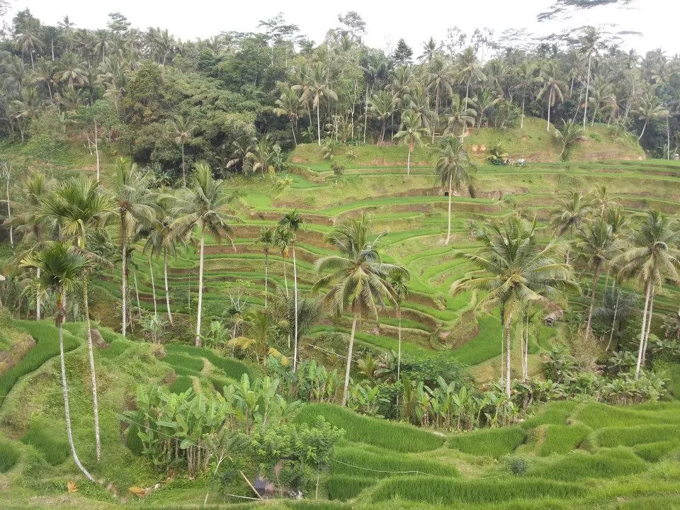 Photo of Tegallalang, Bali, Indonesia by Faye Rodrigues