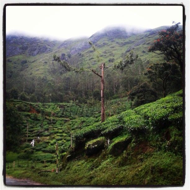 Photo of A swirling ride to the city of three rivers: Munnar 3/5 by Alisha Nanda