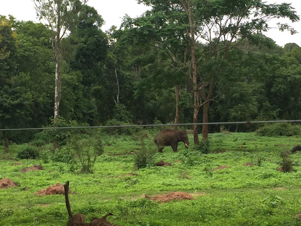 Photo of Dubare Elephant Camp by Abinaya Hariharan