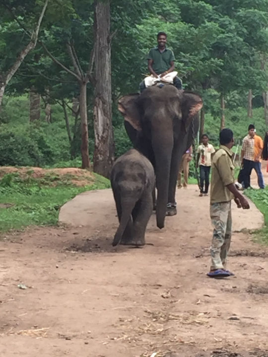Photo of Dubare Elephant Camp by Abinaya Hariharan