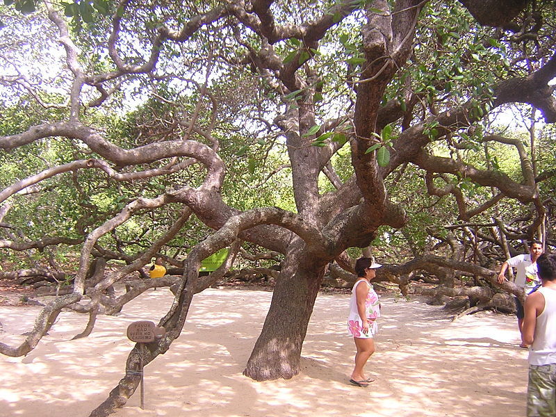 Photo of Natal, Brazil : A Coastal Paradise 11/24 by Luis Santos