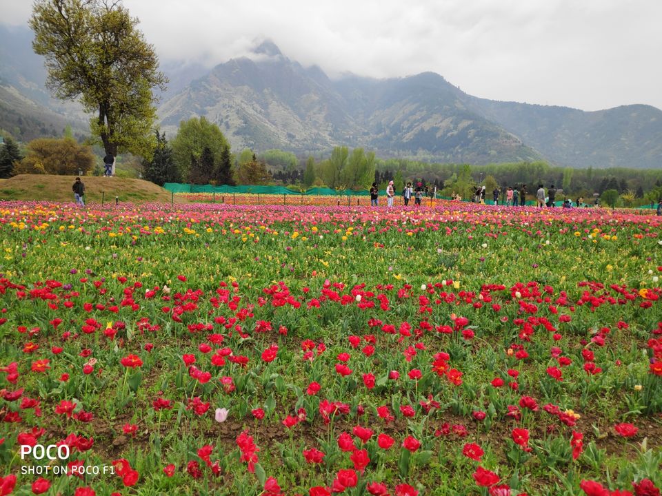 Photo of Tulip Garden Road, Srinagar by Amir Farooq