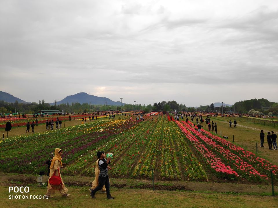 Photo of Tulip Garden Road, Srinagar by Amir Farooq