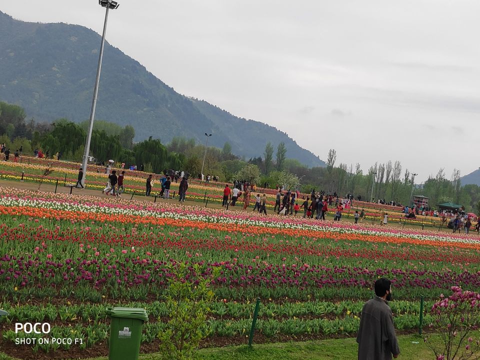 Photo of Tulip Garden Road, Srinagar by Amir Farooq