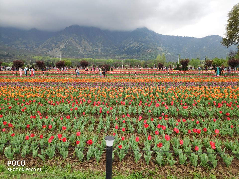Photo of Tulip Garden Road, Srinagar by Amir Farooq
