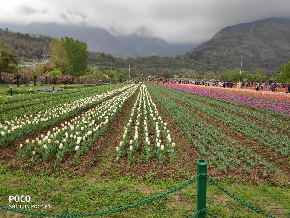 Photo of Tulip Garden Road, Srinagar by Amir Farooq