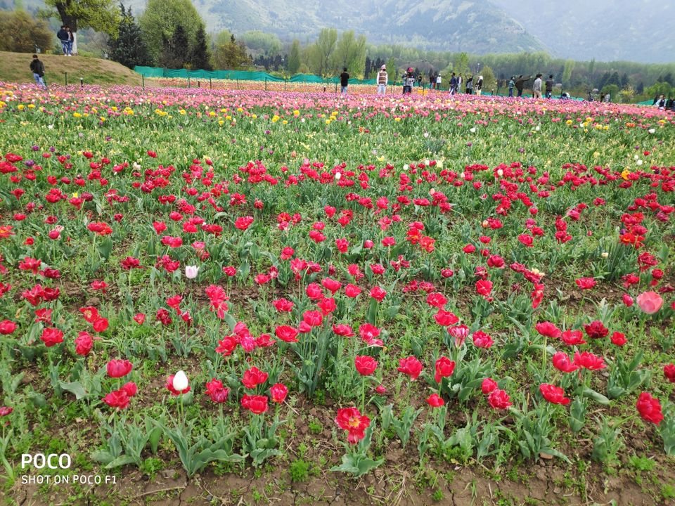 Photo of Tulip Garden Road, Srinagar by Amir Farooq