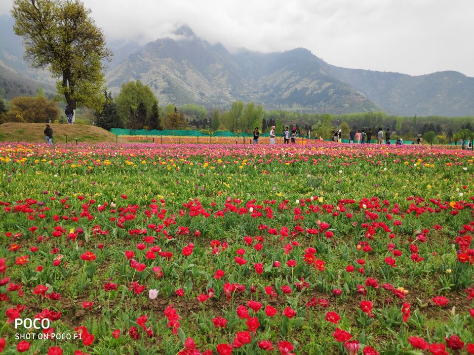 Photo of Tulip Garden Road, Srinagar by Amir Farooq