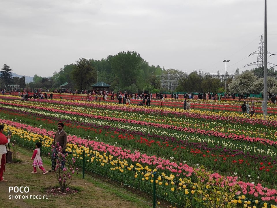 Photo of Tulip Garden Road, Srinagar by Amir Farooq