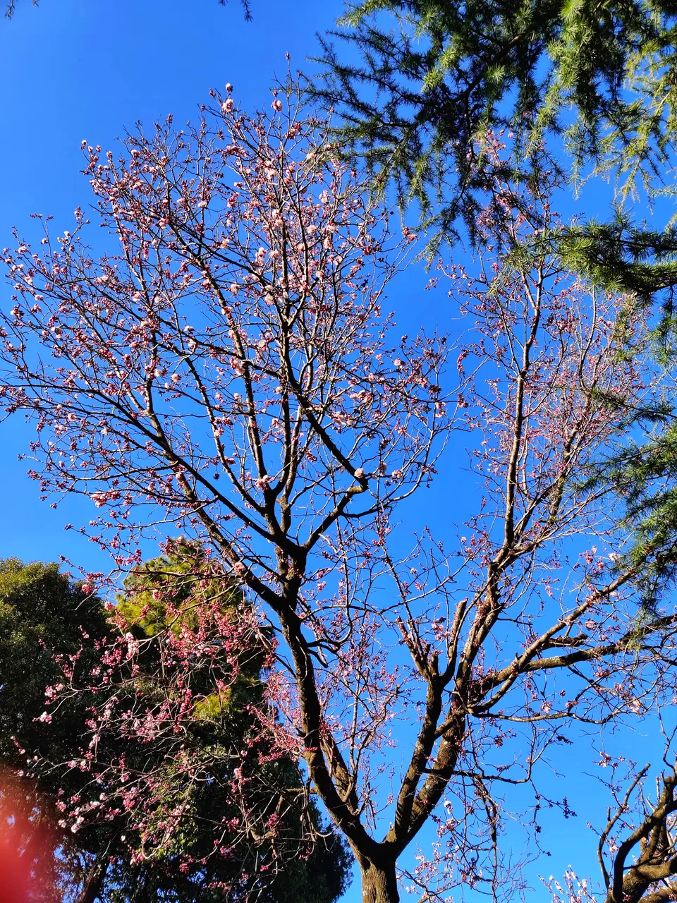 Photo of Almora, Uttarakhand, India by Rajat Kamboj