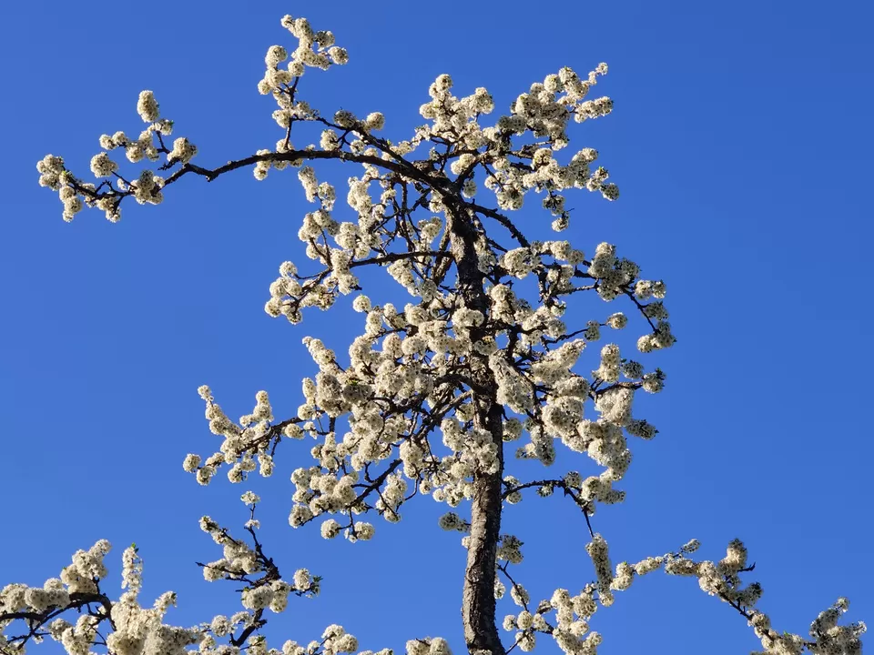 Photo of Almora, Uttarakhand, India by Rajat Kamboj