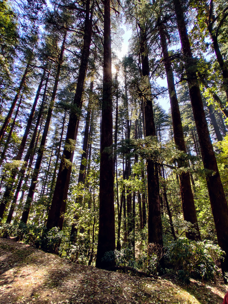 Photo of Pangot: An Ideal Weekend Getaway to a Paradise Lost in Time by Rajat Kamboj