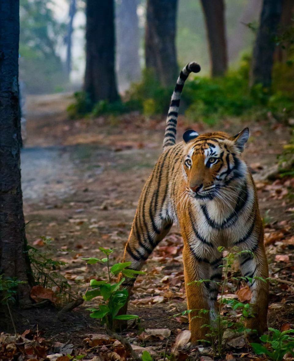 Photo of If Uttarakhand is in your Travel Itinerary, Remove it Immediately! 13/20 by Rajat Kamboj