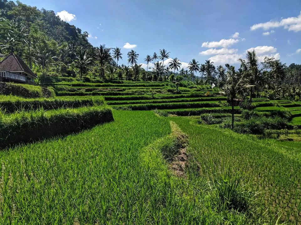 Photo of Ubud, Gianyar, Bali, Indonesia by Vignesh Venkat