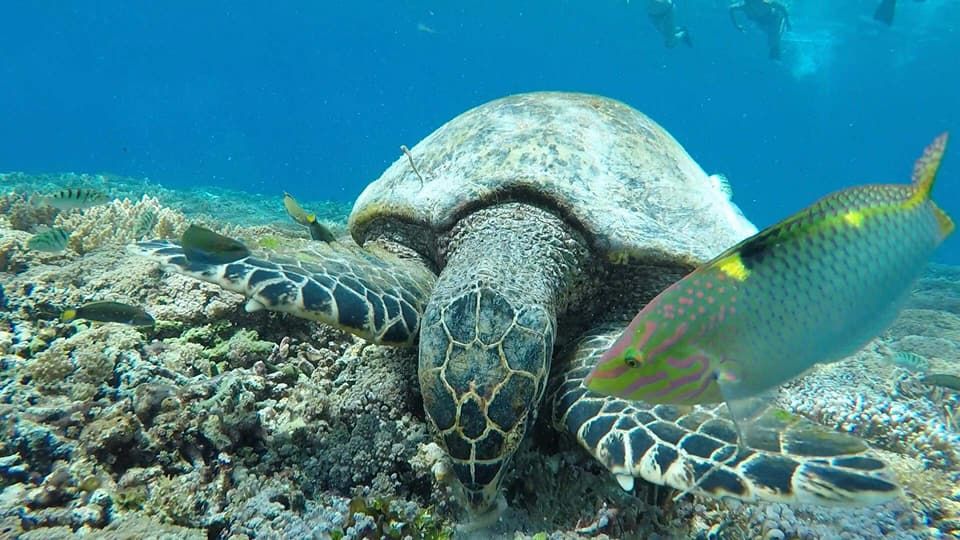 Photo of Backpacking sojourn to Indonesia - Of pristine nature and wild parties - Part 2/2 - The Gili islands by Vignesh Venkat