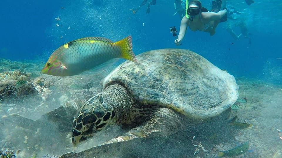Photo of Backpacking sojourn to Indonesia - Of pristine nature and wild parties - Part 2/2 - The Gili islands by Vignesh Venkat