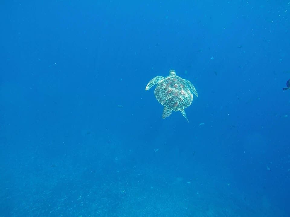 Photo of Backpacking sojourn to Indonesia - Of pristine nature and wild parties - Part 2/2 - The Gili islands by Vignesh Venkat