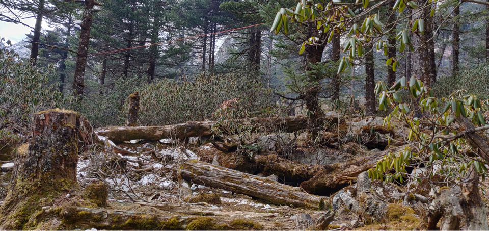 Photo of Unnamed Road, Yumthang, Sikkim 737120, India by Sushmit Surendran
