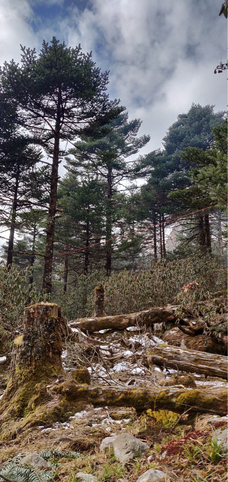 Photo of Unnamed Road, Yumthang, Sikkim 737120, India by Sushmit Surendran