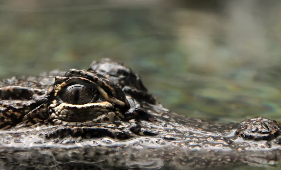 Photo of Singapore Zoo Singapore by Dhrishni Chakraborti
