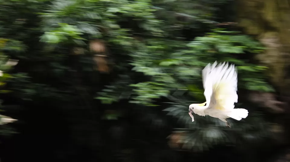 Photo of Jurong Bird Park Singapore by Dhrishni Chakraborti