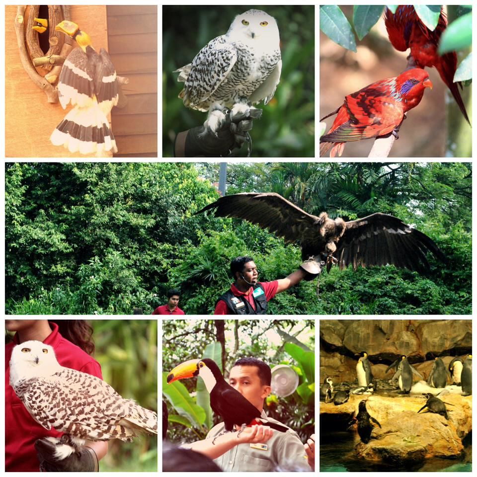 Photo of Superb Singapore 7/16 by Yuvika Sharma