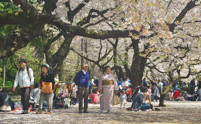 Photo of Shinjuku Gyoen National Garden, Shinjuku, Tokyo, Japan by Sagar Pradhan