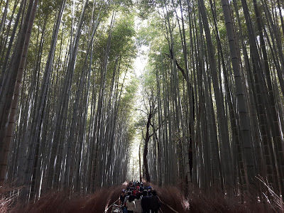 Photo of Kyoto, Kyoto Prefecture, Japan by Sagar Pradhan
