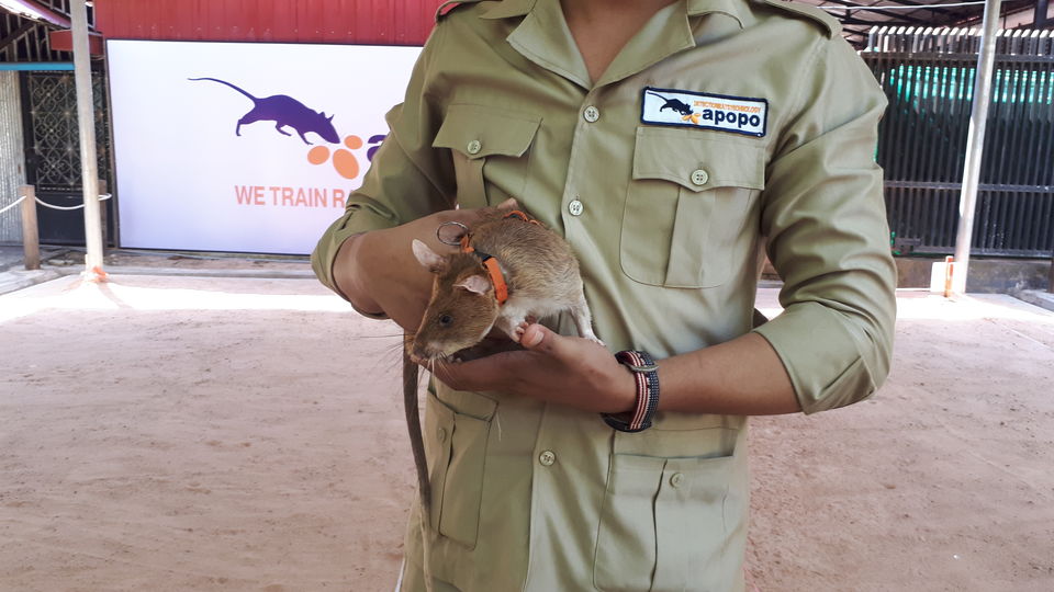 Photo of APOPO - Humanitarian Demining, Krong Siem Reap, Cambodia by Sagar Pradhan
