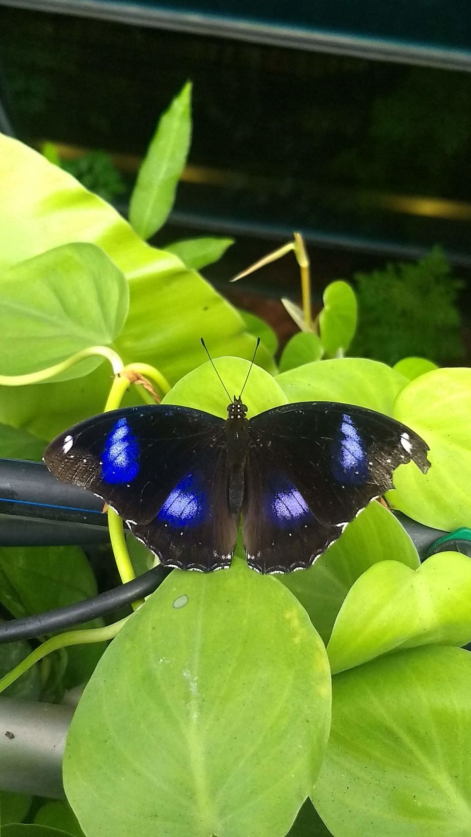 Photo of Airport Boulevard, Butterfly Garden, Changi, Singapore by Sagar Pradhan
