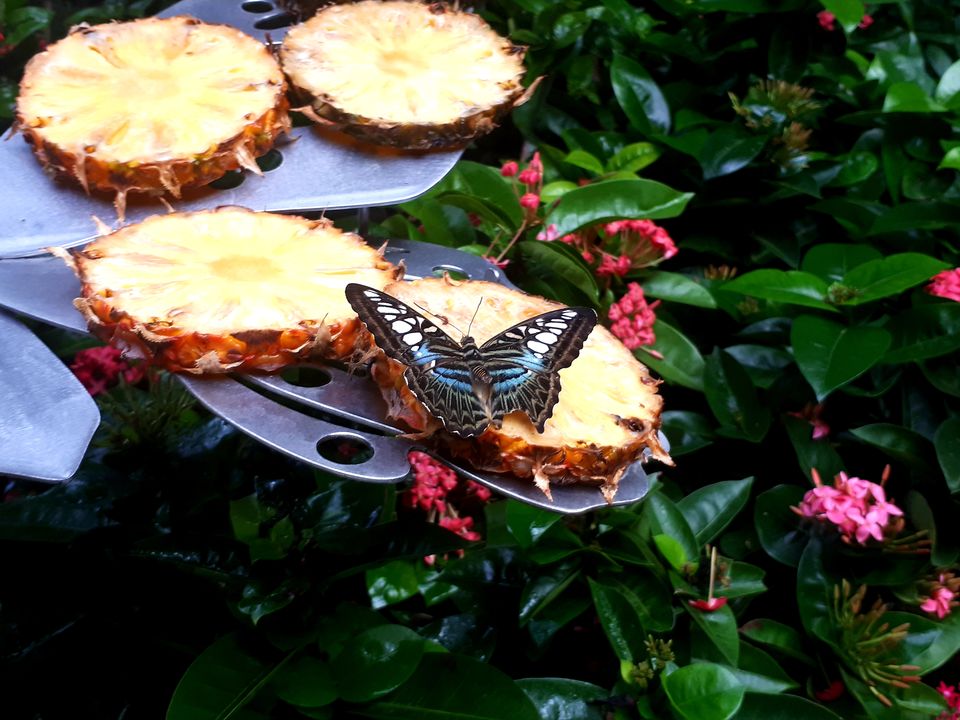 Photo of Airport Boulevard, Butterfly Garden, Changi, Singapore by Sagar Pradhan