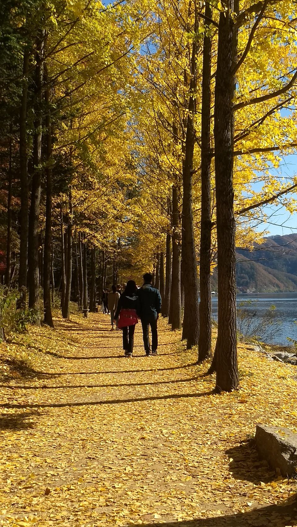 Photo of Nami Island, Namisum-gil, Namsan-myeon, Chuncheon-si, Gangwon-do, South Korea by Sagar Pradhan