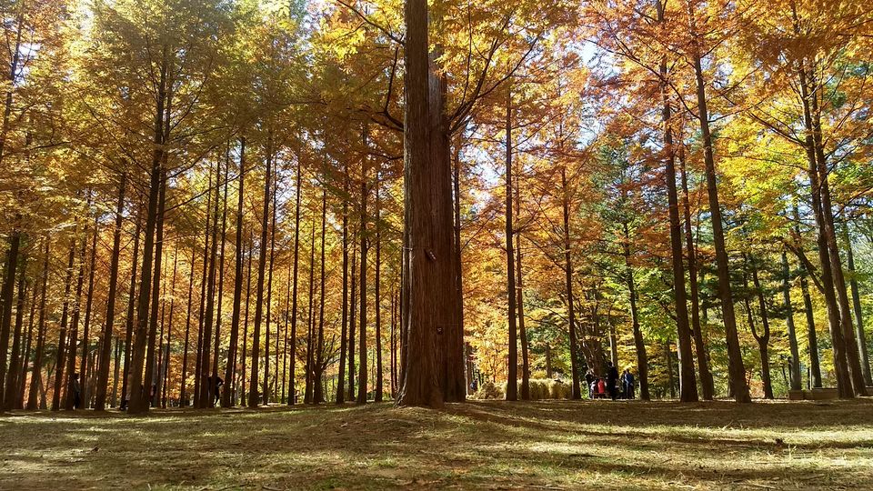 Photo of Nami Island, Namisum-gil, Namsan-myeon, Chuncheon-si, Gangwon-do, South Korea by Sagar Pradhan