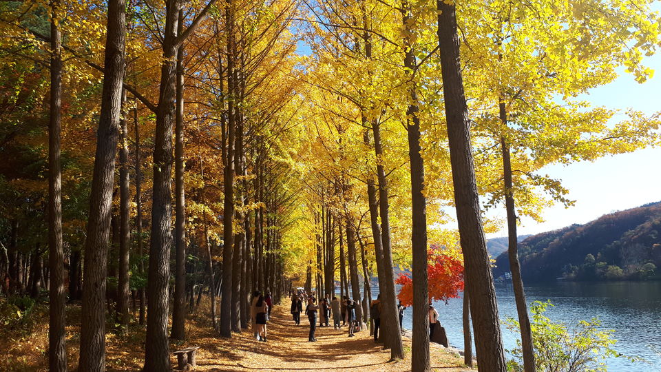 Photo of Nami Island, Namisum-gil, Namsan-myeon, Chuncheon-si, Gangwon-do, South Korea by Sagar Pradhan