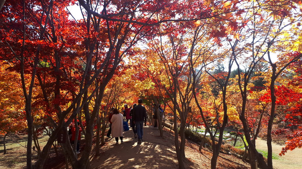 Photo of Nami Island, Namisum-gil, Namsan-myeon, Chuncheon-si, Gangwon-do, South Korea by Sagar Pradhan