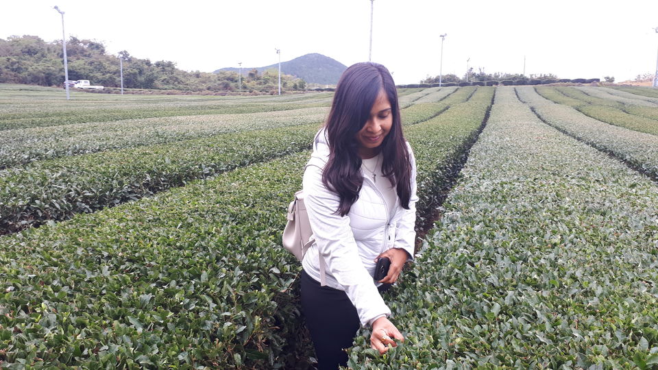 Photo of Osulloc tea garden, Sinhwayeoksa-ro, Andeok-myeon, Seogwipo-si, Jeju-do, South Korea by Sagar Pradhan