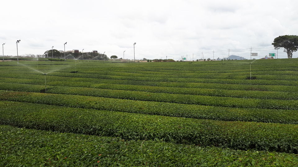 Photo of Osulloc tea garden, Sinhwayeoksa-ro, Andeok-myeon, Seogwipo-si, Jeju-do, South Korea by Sagar Pradhan