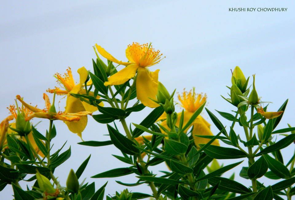 Photo of Kerala. Truly god's own country 2/11 by Khushi Insta @khushircaptures