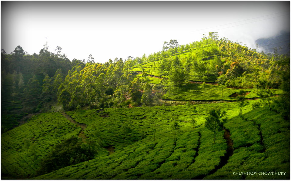 Photo of Unrivaled Munnar - Kerala Destination 1 12/19 by Khushi Insta @khushircaptures